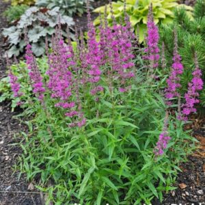 Füzény / Lythrum