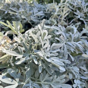 Lisztes üröm / Artemisia stelleriana