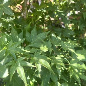 Japán juhar tál / Acer palmatum 'Going Green'