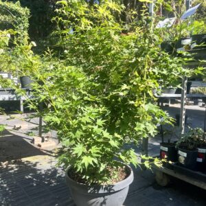 Japán juhar tál / Acer palmatum 'Going Green'