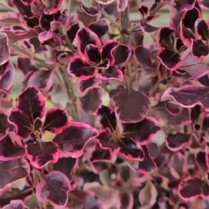 Amerikai tükörcserje / Coprosma 'Eclipse'