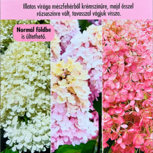 Bugás hortenzia Magical Summer fajta / Hydrangea paniculata ‘Magical Summer’