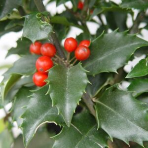 Kék magyal (termős) / Ilex meserveae ‘Blue Princess’