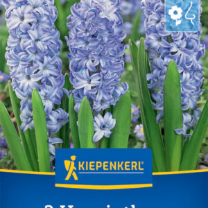 Kiepenkerl Jácint / Aqua virághagyma