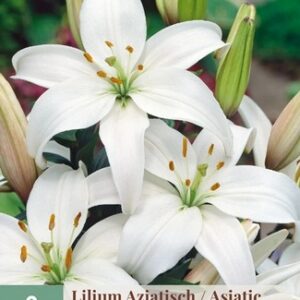 JUB Liliom / Asiatic