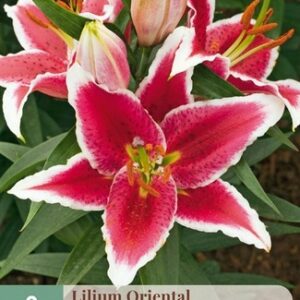 JUB Liliom / Oriental Red/White