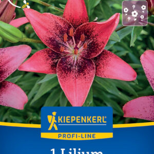 Kiepenkerl Liliom / Purple Eye virághagyma