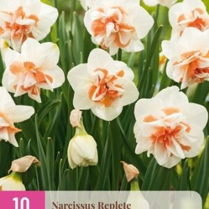 JUB Nárcisz / Replete