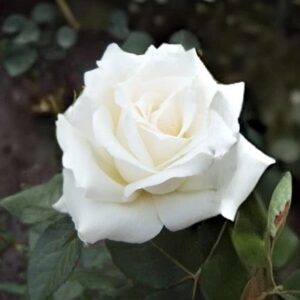 Rózsa / Rosa Lenip