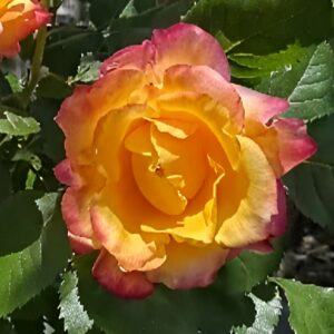 Rózsa / Rosa Szamba