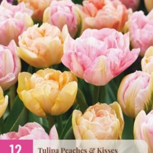 JUB Tulipán / Peaches & Kisses