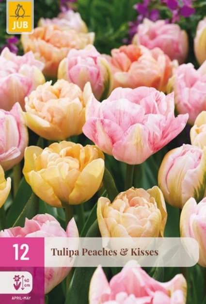 TULIPAN_PEACHES_KISSES JUB Tulipán / Peaches & Kisses