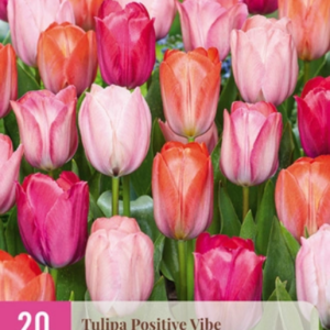 JUB Tulipán / Positive Vibe