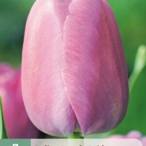 JUB Tulipán / Purple Pride