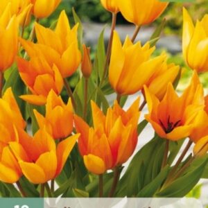 JUB Tulipán / Shogun