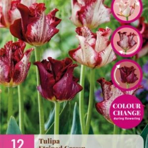 JUB Tulipán / Striped Crown