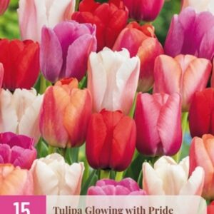 JUB Tulipán / Glowing with Pride