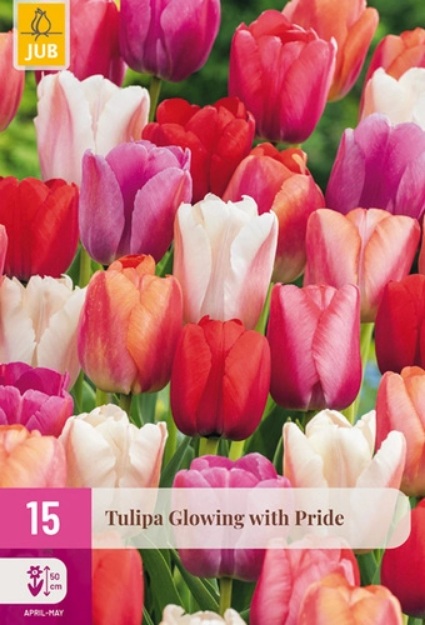 TULIPAn_GLOWING_WITH_PRIDE JUB Tulipán / Glowing with Pride