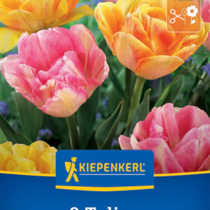 Kiepenkerl Tulipán / Bright Harmony virághagyma