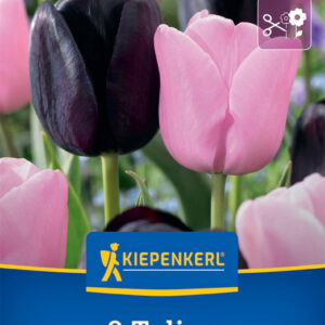 Kiepenkerl Tulipán / Candy Friends virághagyma