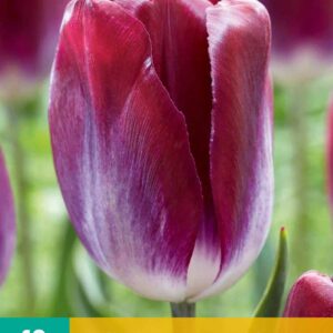 JUB Tulipán / Kansas Proud
