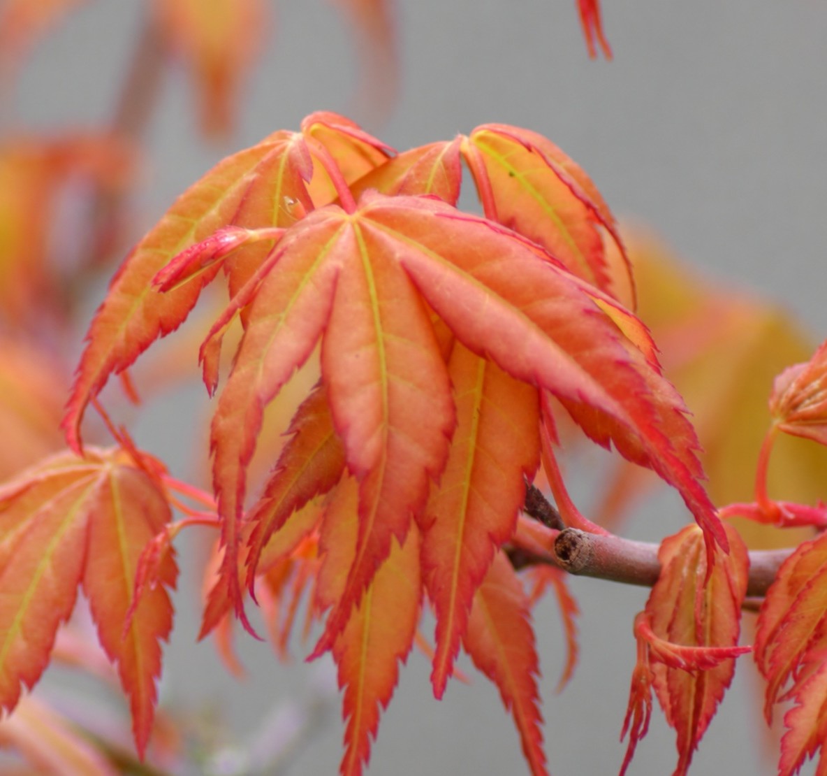 acer_palmatum_katsura Japán juhar / Acer palmatum 'Katsura'