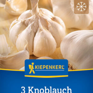 Fokhagyma Messidrome dughagyma / Kiepenkerl