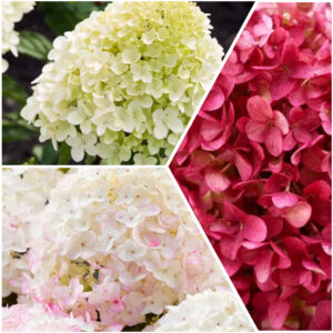Bugás hortenzia Living Little Rosy® fajta / Hydrangea paniculata ‘Living Little Rosy®’