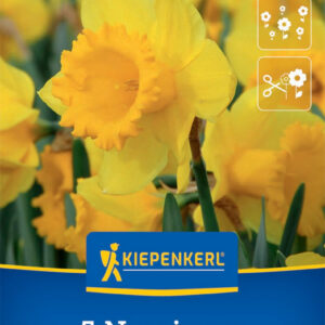 Kiepenkerl Nárcisz / Dutch Master virághagyma