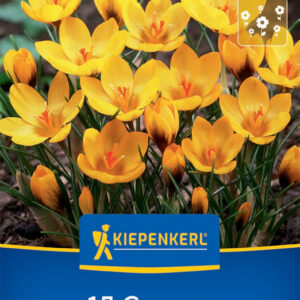 Kiepenkerl Sáfrány / Goldilocks virághagyma