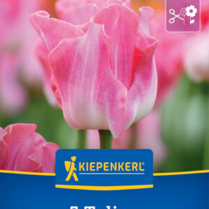 Kiepenkerl Tulipán / Crown of Dynasty virághagyma