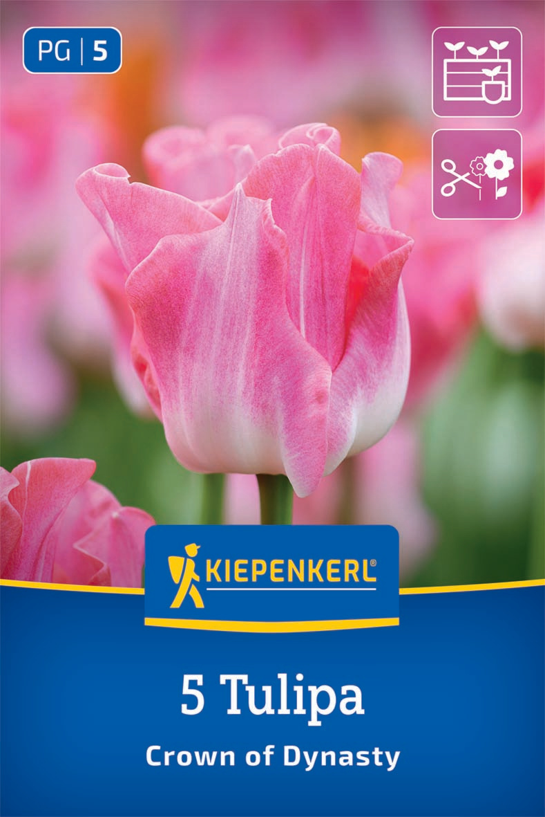 tulipa_Crown_of_Dynasty Kiepenkerl Tulipán / Crown of Dynasty virághagyma
