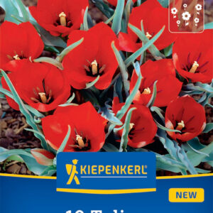 Kiepenkerl Tulipán / Red Hunter virághagyma
