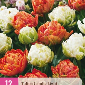 JUB Tulipán / Candle Light