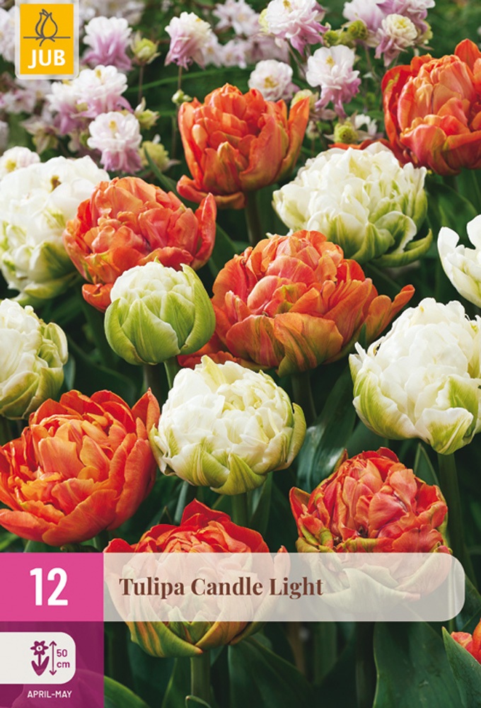 tulipan-candle-light JUB Tulipán / Candle Light