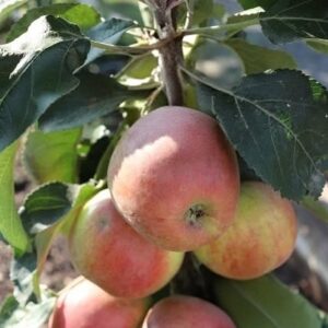 Pomforyou Lancelot (oszlopos, őszi alma)