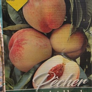Reine des Verges (őszibarack, fehér húsú)