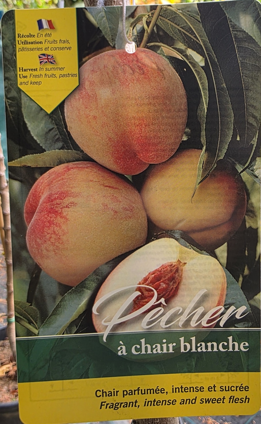 Reine_des_Verges_oszibarack Reine des Verges (őszibarack, fehér húsú)