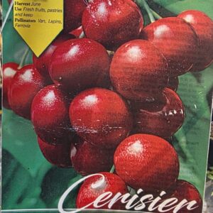 Reverchon (cseresznye)