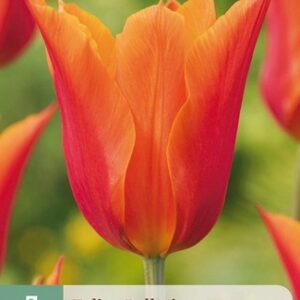 JUB Tulipán / Ballerina